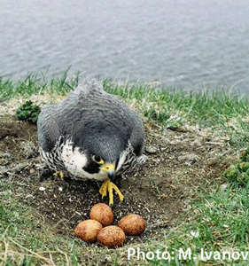 peregrine